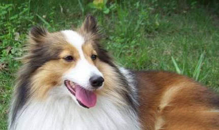喜樂(lè)蒂牧羊犬手術(shù)傷口多久恢復(fù)