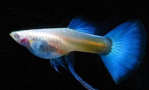 孔雀魚如何進行繁殖