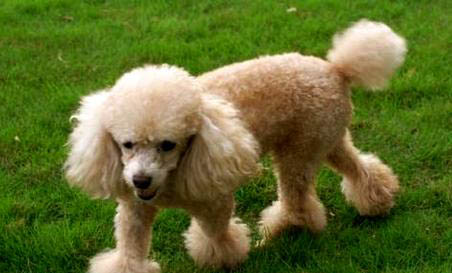 泰迪犬冬季美容三大注意事項