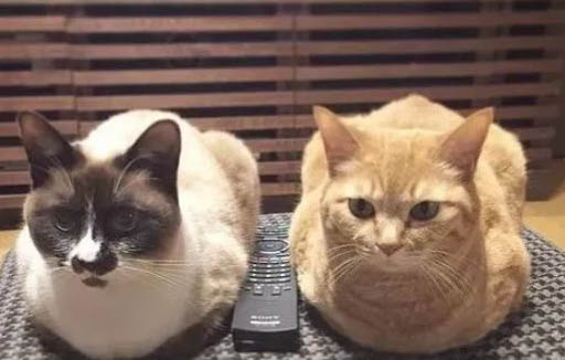 貓咪為什么會發出咕嚕咕嚕的聲音?