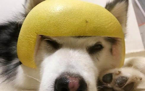 狗狗到處拉尿怎么辦