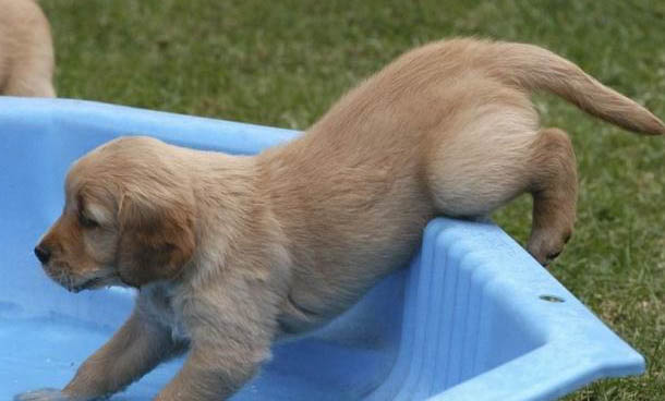 狗狗走丟了自己怎么找回來