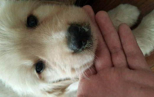 犬細小病毒的治療