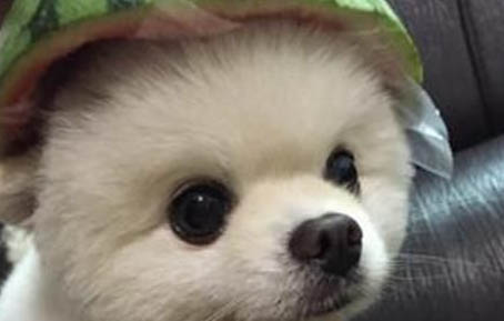 karlie狗嘴套好嗎