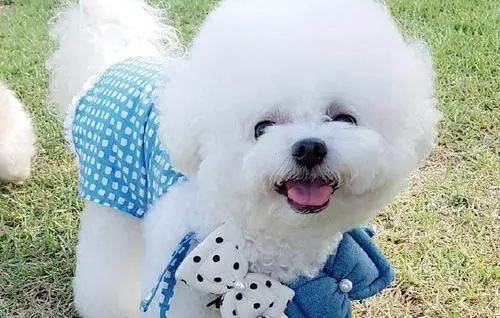 快速給狗狗止吐偏方