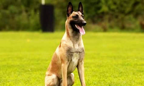 馬犬沒胃口的原因及辦法