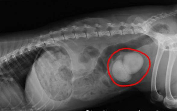 狗狗胰腺炎的治療方法