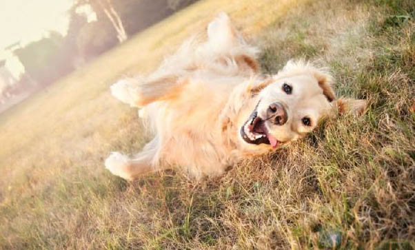 狗狗得了犬瘟多久才可以治愈