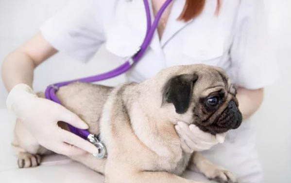 如何讓狗狗愛上修剪指甲
