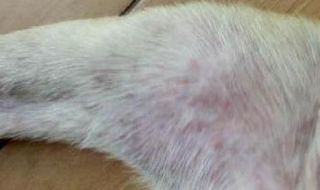 臘腸狗狗如何進行等待的訓練