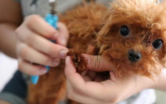泰迪狗可以吃石榴嗎