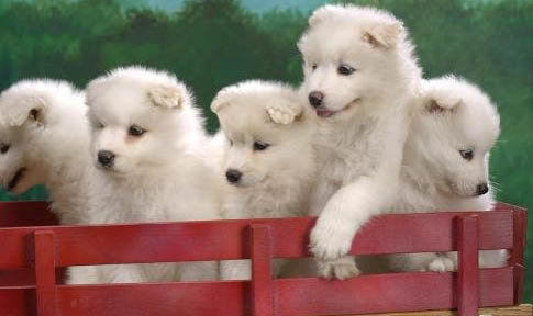 古牧幼犬價(jià)格大概多少錢一只