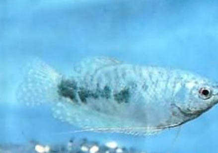 藍(lán)星魚繁殖方法?