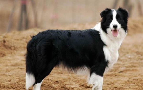 牧羊犬流產(chǎn)后多久才能發(fā)情啊