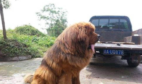 藏獒為什么不能當警犬
