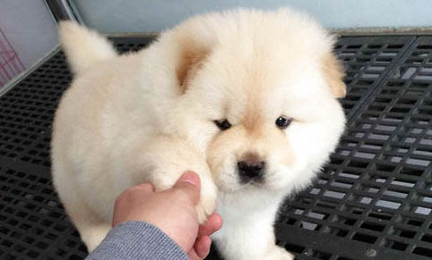 松獅犬拉稀但精神好怎么治