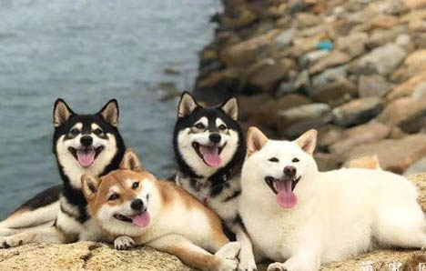 日本柴犬與秋田犬區別