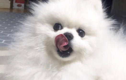 教狗狗坐下的正確手勢