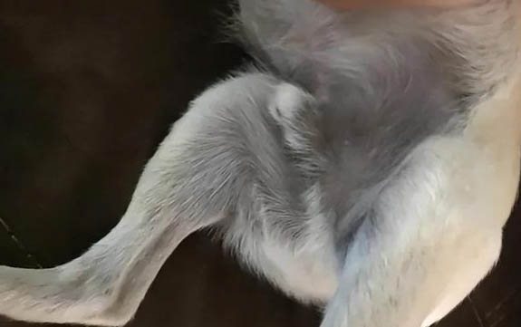 狗狗呼吸急促喘氣聲大