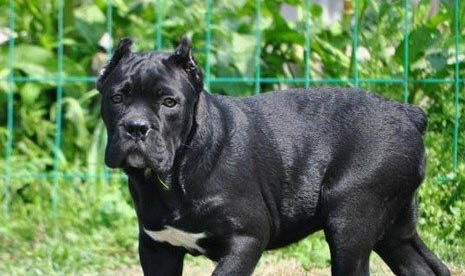 卡斯羅犬適合打獵嗎