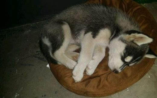 狗狗真菌痊愈后多久長毛