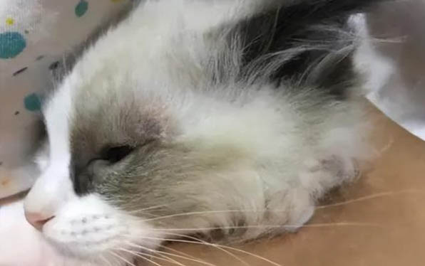 貓咪得耳螨了會怎么樣？
