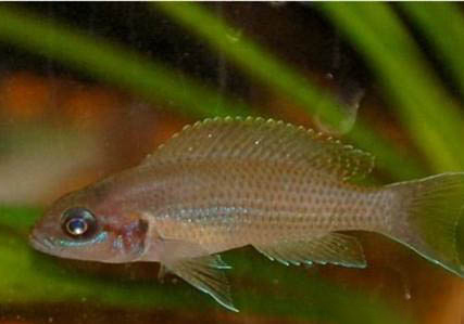 白邊燕尾魚好養嗎