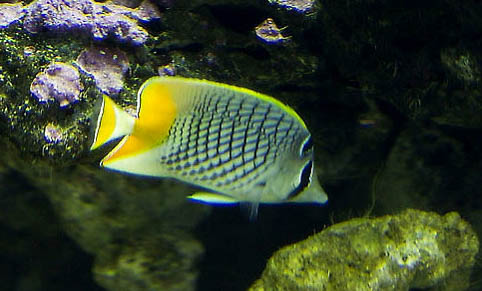 自來(lái)水可以直接養(yǎng)魚嗎為什么