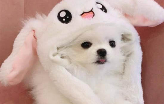 博美犬怎么區分純種
