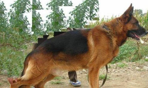 公犬發情期大概持續多久呢？
