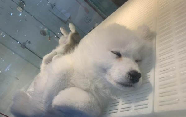 初生小狗幾天睜眼