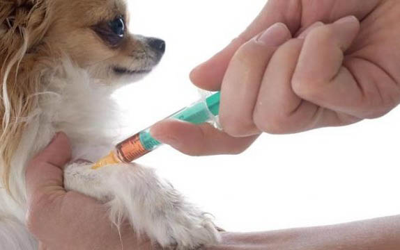得了犬瘟的狗能活多久