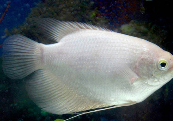 招財魚的水溫