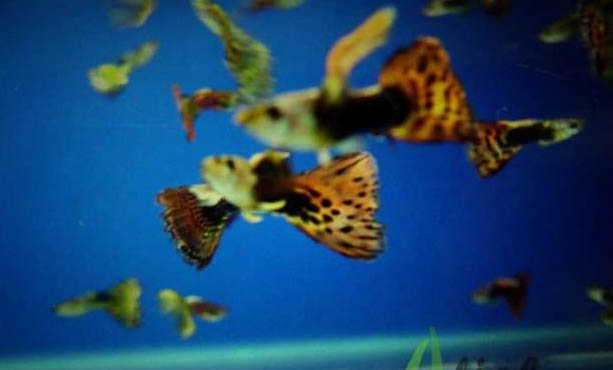 孔雀魚能與清道夫在一起養嗎