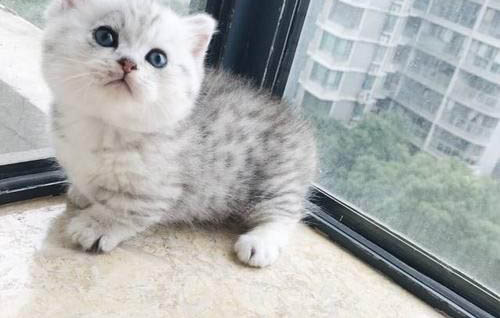 狗狗可以吃貓貓的營養膏嗎