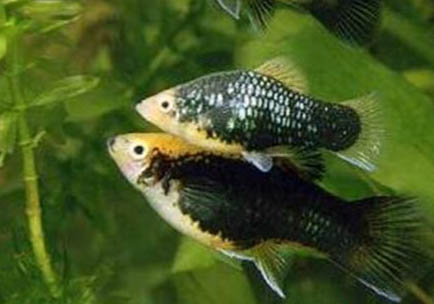 月光魚和米奇魚是一種魚嗎
