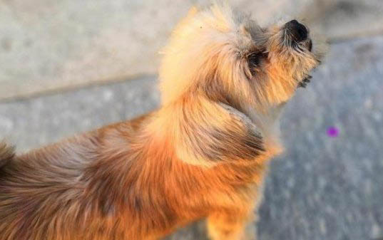 狗狗冠狀病毒不吃食