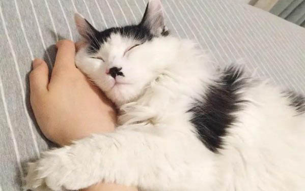 小貓不大便會如何