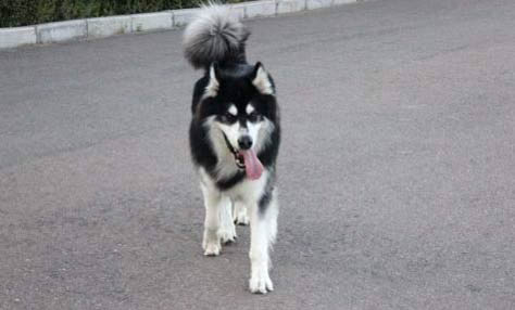 阿拉斯加犬舔尾巴的五個原因