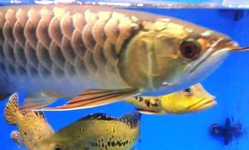 龍魚尾巴下垂怎么辦