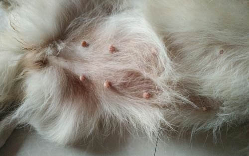 狗狗打針第八天可以洗澡嗎