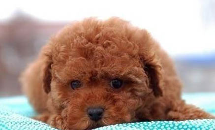 棉花面紗犬哪里有賣