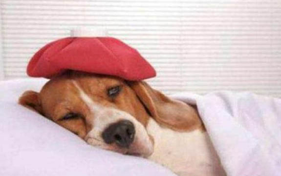 貴賓犬懷孕多久會生?