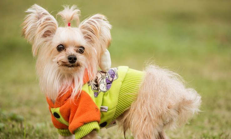 有哪些狗狗作為導盲犬？