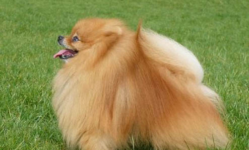 上海博美犬多少錢一只