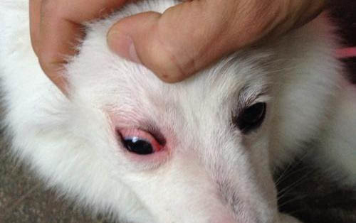 狗狗拉稀可以吃人吃的藥嗎