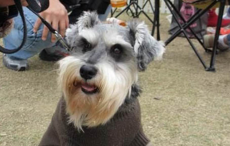 狗狗能吃動物內臟嗎