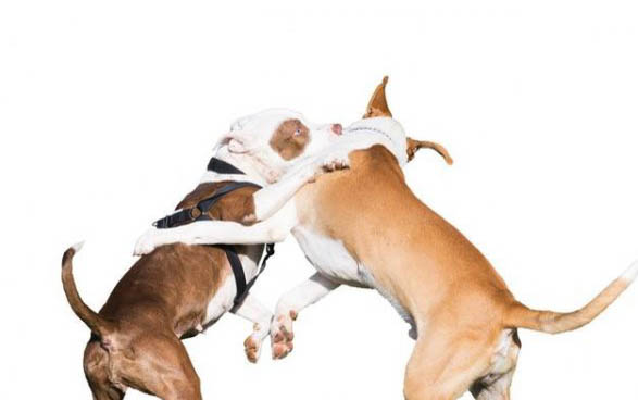 狗狗能夠快遞嗎？
