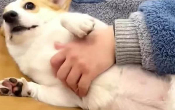 狗吞了異物出不來怎么辦