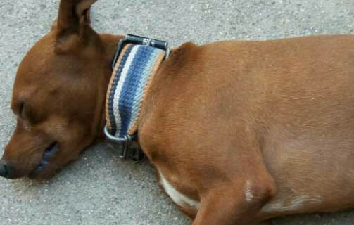 小鹿犬多少錢一只？